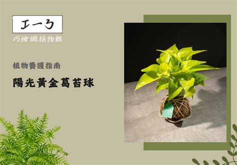 陽光黃金葛風水|打造完美風水的法寶：黃金葛風水陽台 – 植物盆栽綠寶典